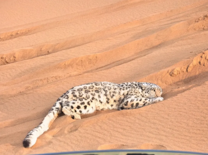 В синьцзянском Турфане спасли заблудившегося в пустыне снежного барса