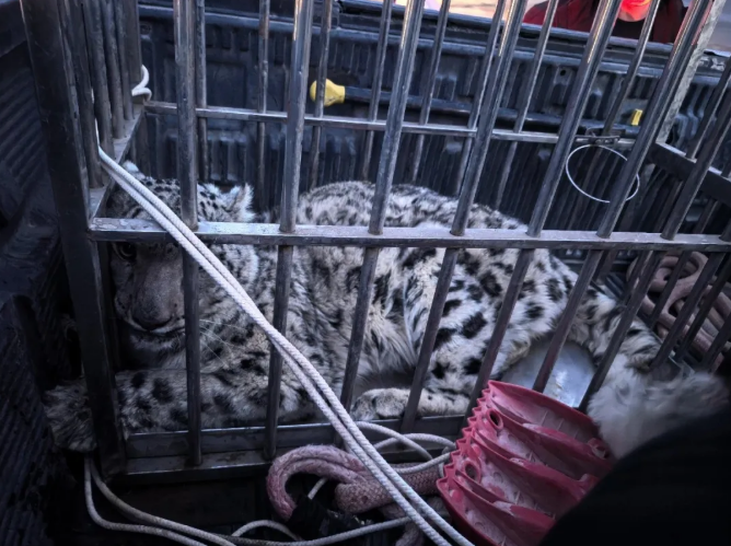 В синьцзянском Турфане спасли заблудившегося в пустыне снежного барса