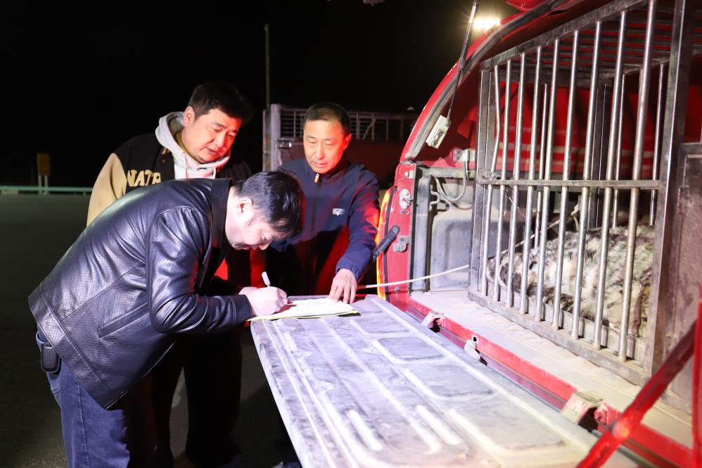 В синьцзянском Турфане спасли заблудившегося в пустыне снежного барса