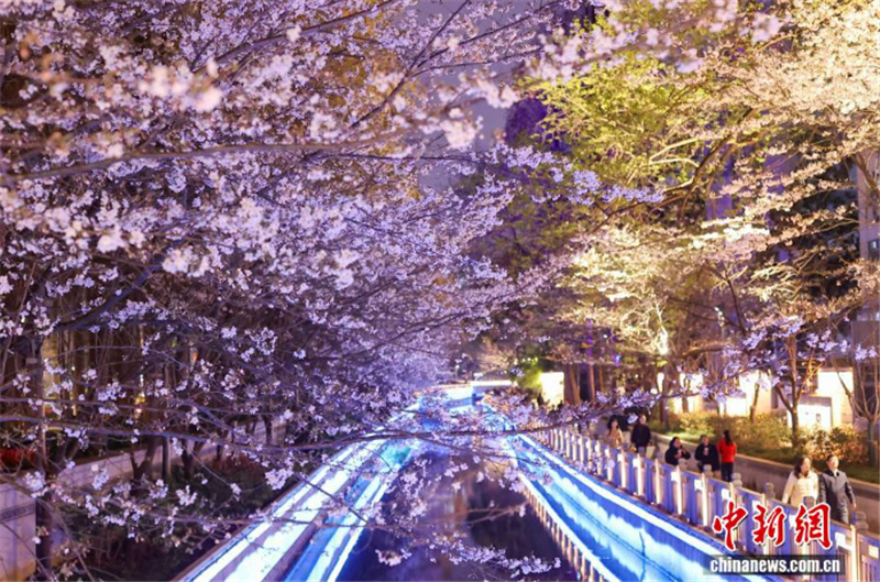 Цветение сакуры украшает вечернюю набережную в Нанкине