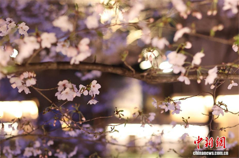 Цветение сакуры украшает вечернюю набережную в Нанкине