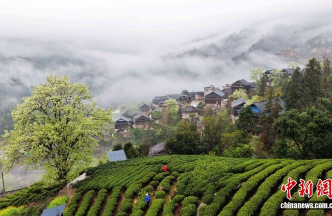 Весенняя красота дунской деревни в Гуанси