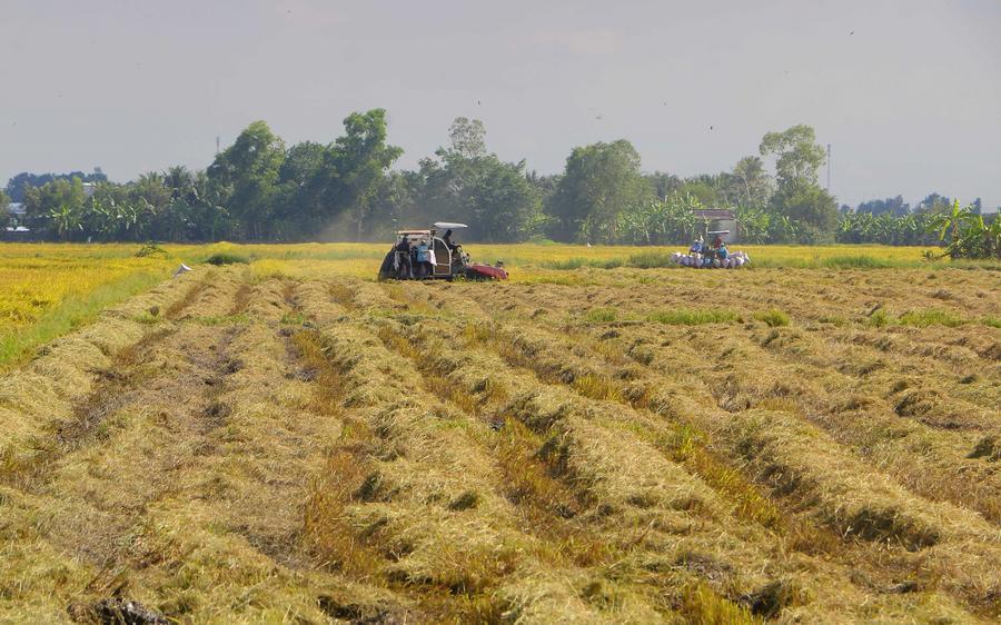 Экспорт риса из Вьетнама переживает трудности из-за напряженности на Среднем Востоке