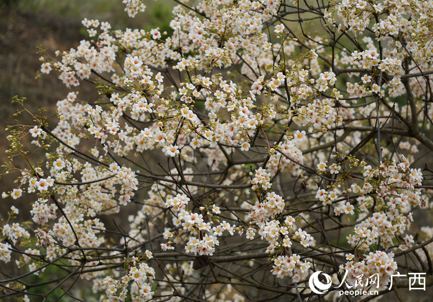В китайском уезде Силинь зацвели тунговые деревья