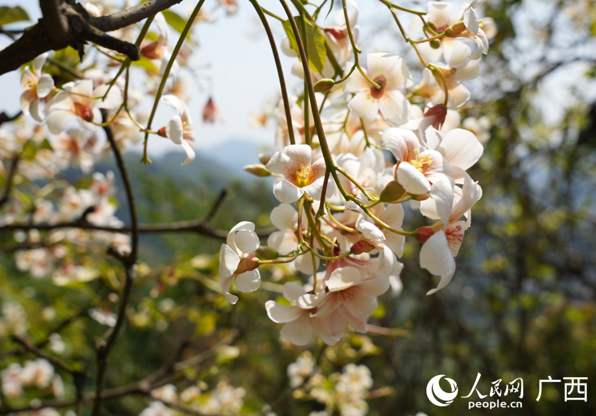 В китайском уезде Силинь зацвели тунговые деревья