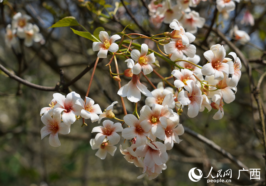 В китайском уезде Силинь зацвели тунговые деревья