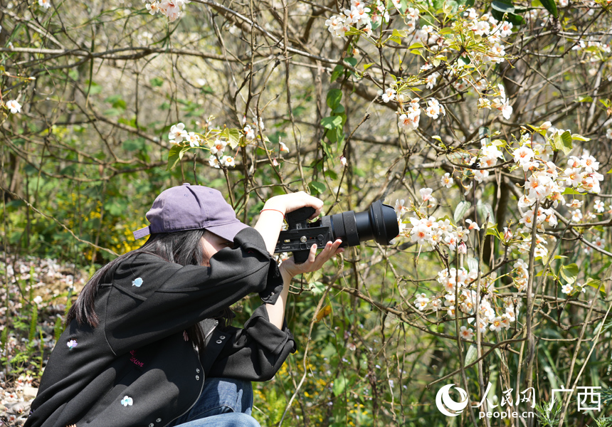 В китайском уезде Силинь зацвели тунговые деревья