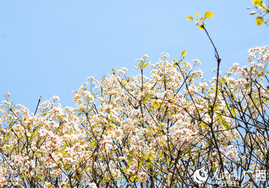В китайском уезде Силинь зацвели тунговые деревья