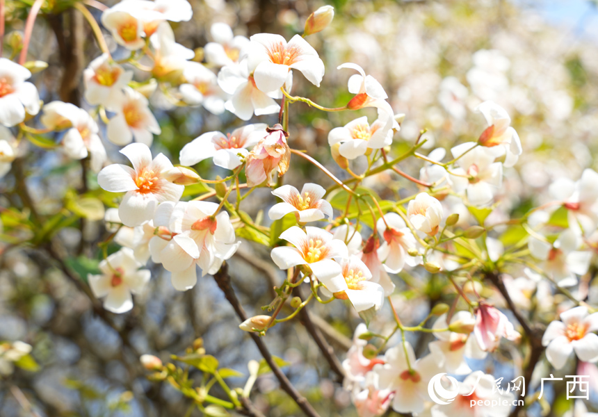 В китайском уезде Силинь зацвели тунговые деревья