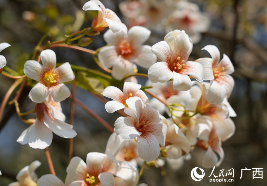 В китайском уезде Силинь зацвели тунговые деревья