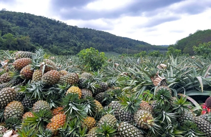 На Хайнане небольшой поселок создал настоящую «ананасовую империю»