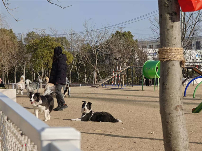 В Шанхае открыты «детские сады» для собак