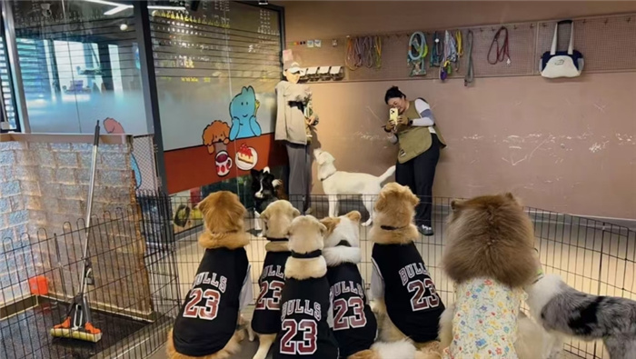 В Шанхае открыты «детские сады» для собак