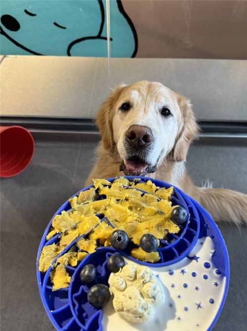 В Шанхае открыты «детские сады» для собак