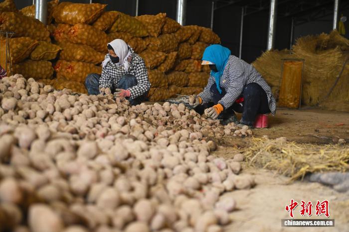 В Динси идёт сезон отбора семенного картофеля