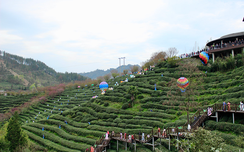 В уезде Чжушань стартовал сезон сбора весеннего чая