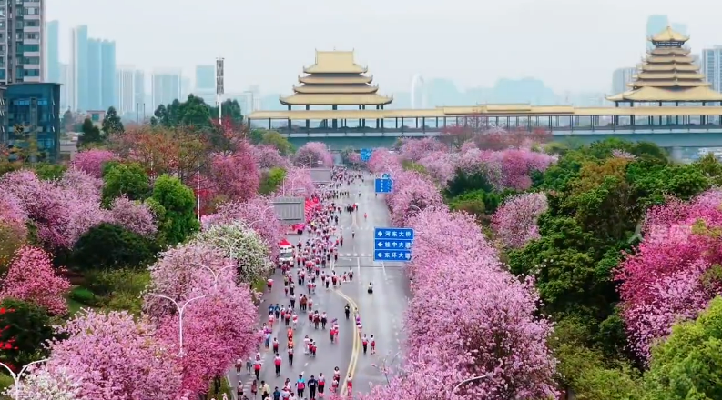 Марафон вдоль аллей цветущих баухиний