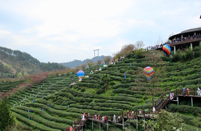 В уезде Чжушань стартовал сезон сбора весеннего чая