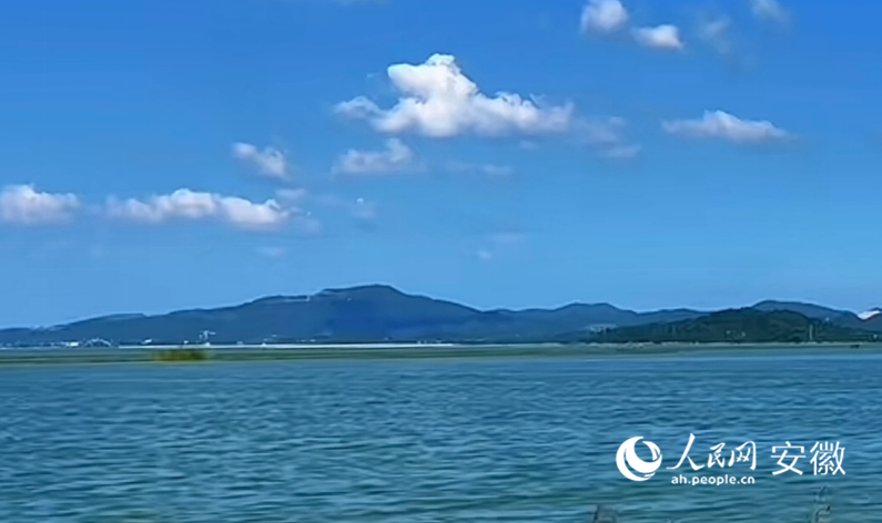 В китайском заповеднике Цайцзыху вдвое выросло число редких белых журавлей