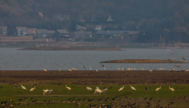 В китайском заповеднике Цайцзыху вдвое выросло число редких белых журавлей