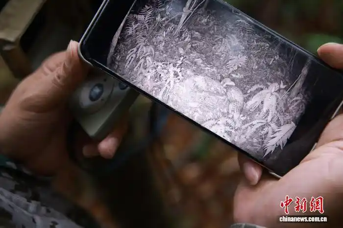 В Восточном Китае усилили охрану лесов и восстановление редких видов растений