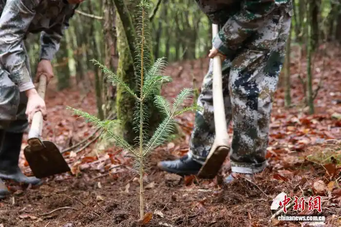 В Восточном Китае усилили охрану лесов и восстановление редких видов растений