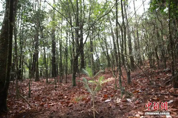 В Восточном Китае усилили охрану лесов и восстановление редких видов растений