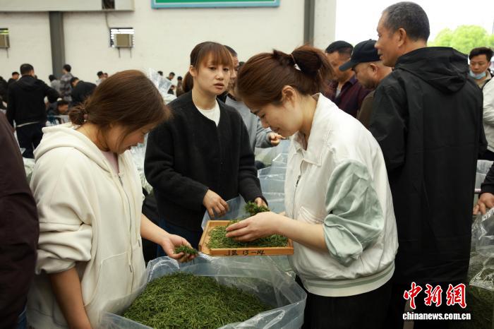 На крупнейшем в Китае рынке зелёного чая начался сезон весенней торговли