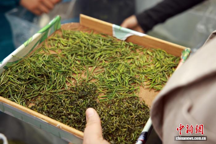 На крупнейшем в Китае рынке зелёного чая начался сезон весенней торговли