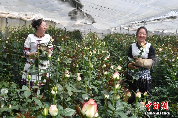 Как выращивание роз приносит доход фермерам уезда Луцюань
