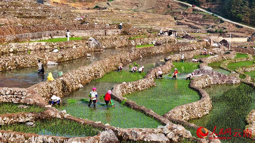 Террасные поля Юньнани оживают в разгар весенней страды