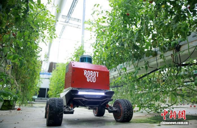 В Учжэне роботы приступили к весенним работам в умных теплицах