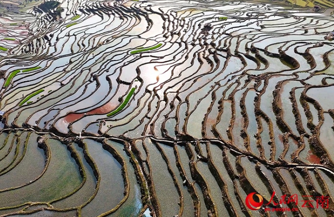 Террасные поля Юньнани оживают в разгар весенней страды