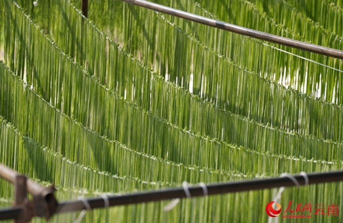 Сушеный стеблевой салат стал секретом процветания китайской деревни Санбулао