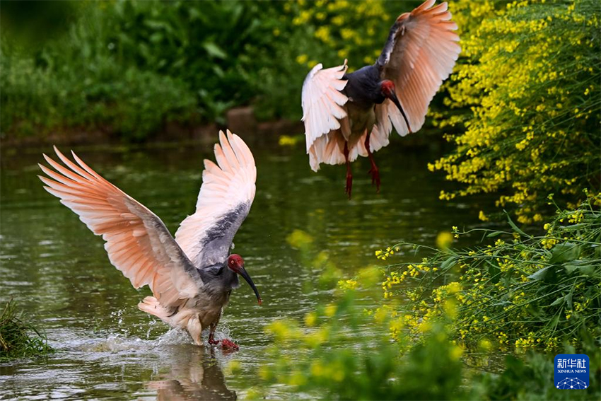 В уезде Янсянь провинции Шэньси начался сезон размножения хохлатых ибисов