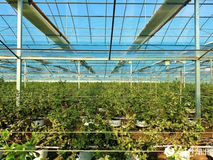 В Сяньнине умное сельское хозяйство повышает урожайность и качество голубики