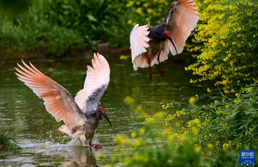В уезде Янсянь провинции Шэньси начался сезон размножения хохлатых ибисов