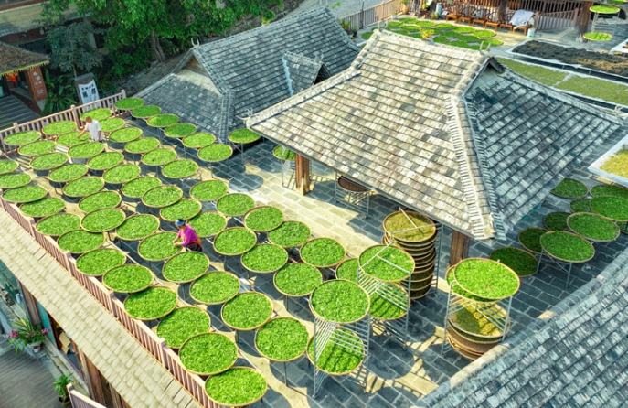 Чай на крышах: сезон весеннего сбора на горе Цзинмайшань