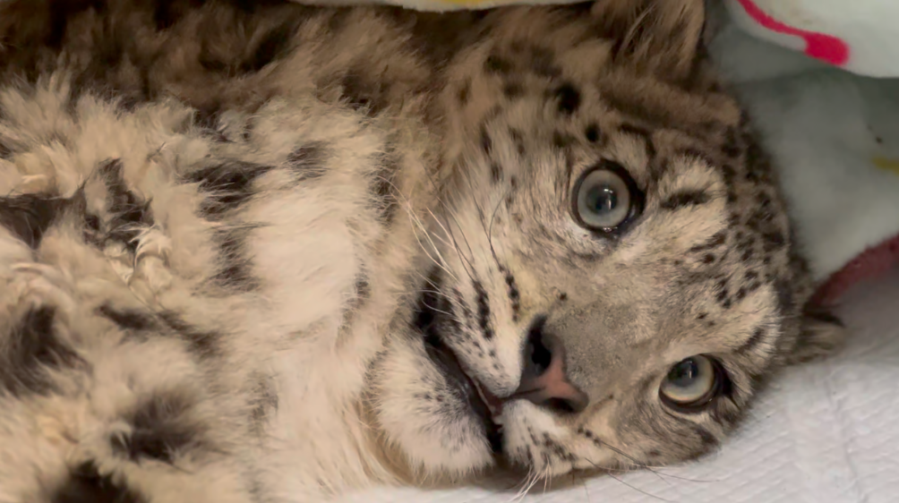 В зоопарке Синина спасают раненого детёныша снежного барса