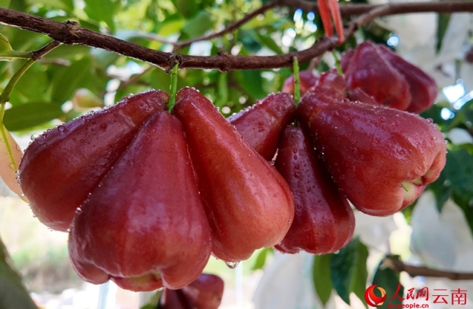 «Сокровище с ветвей»: в долине реки Хунхэ начался сбор урожая яванского яблока