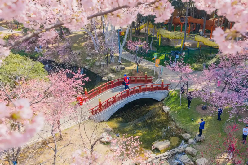 В Ухане поток иностранных туристов в сезон цветения сакуры вырос более чем на 110%