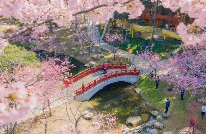 В Ухане поток иностранных туристов в сезон цветения сакуры вырос более чем на 110%