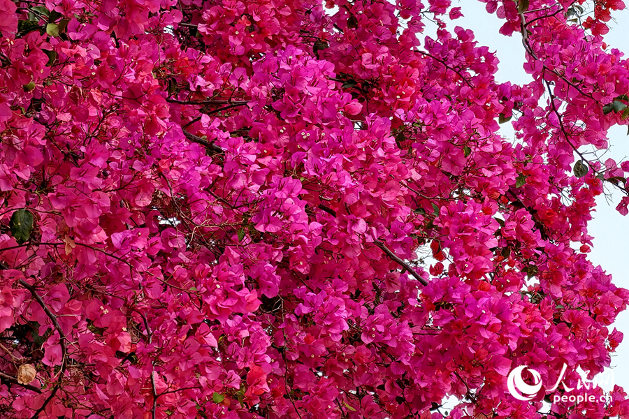 Сямэнь: старинные дома «окутаны» весенней красотой