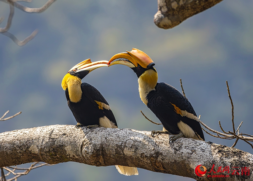 Из охотников в проводники: как жители китайского приграничья открыли для себя мир птиц