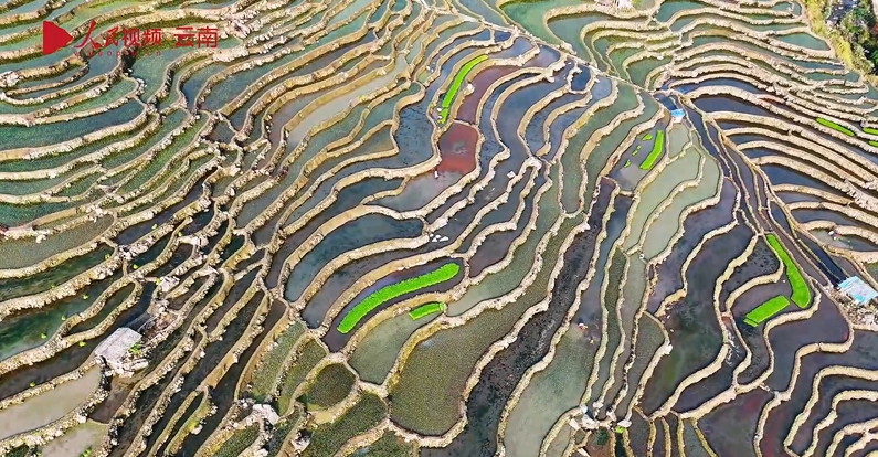 В Юньнани начался сезон весеннего сева на рисовых террасах