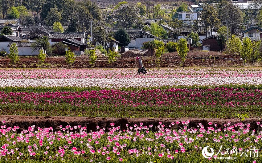 Весна в Лицзяне: тюльпановые поля на фоне снежных вершин