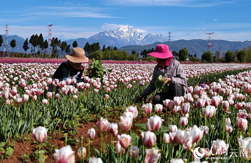 Весна в Лицзяне: тюльпановые поля на фоне снежных вершин