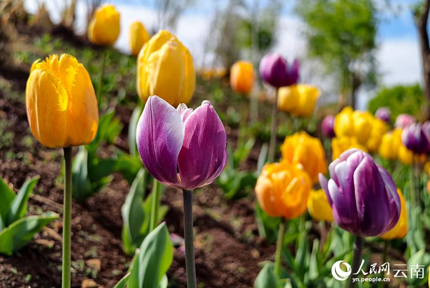 Весна в Лицзяне: тюльпановые поля на фоне снежных вершин