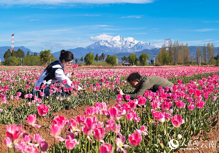 Весна в Лицзяне: тюльпановые поля на фоне снежных вершин