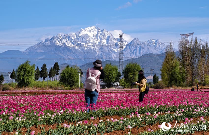Весна в Лицзяне: тюльпановые поля на фоне снежных вершин